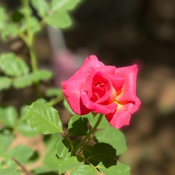 Meet your Posher, Diana - Picture 4 of 4